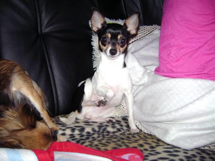 Chihuahua Sille billede 2