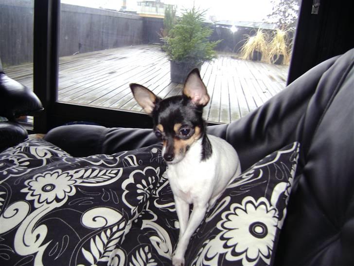 Chihuahua Sille billede 3