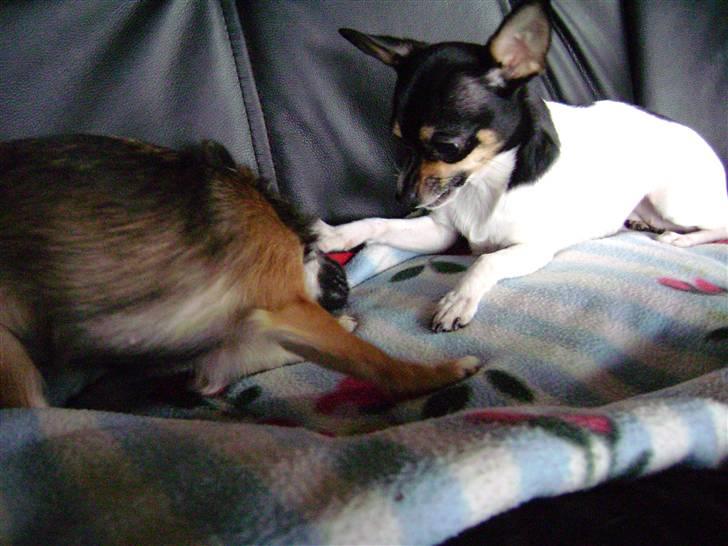 Chihuahua Sille - Sille leger med Fie billede 4