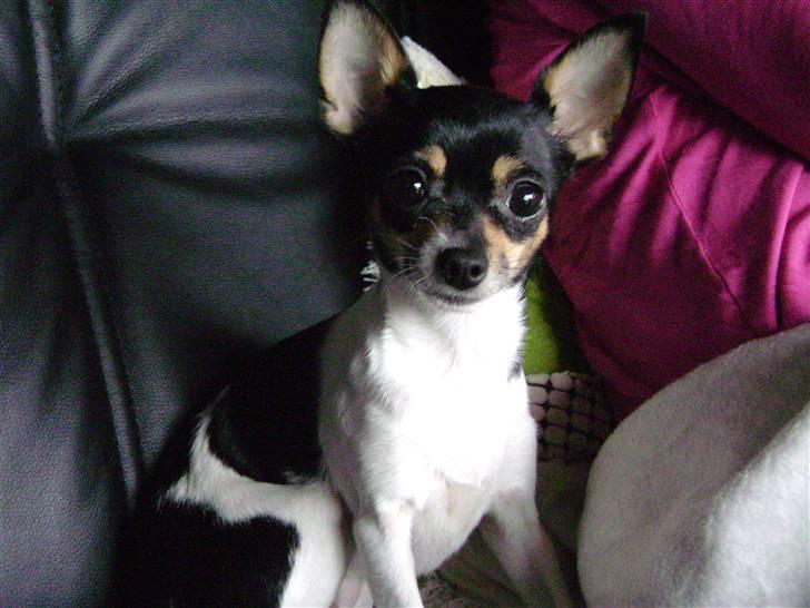 Chihuahua Sille billede 5