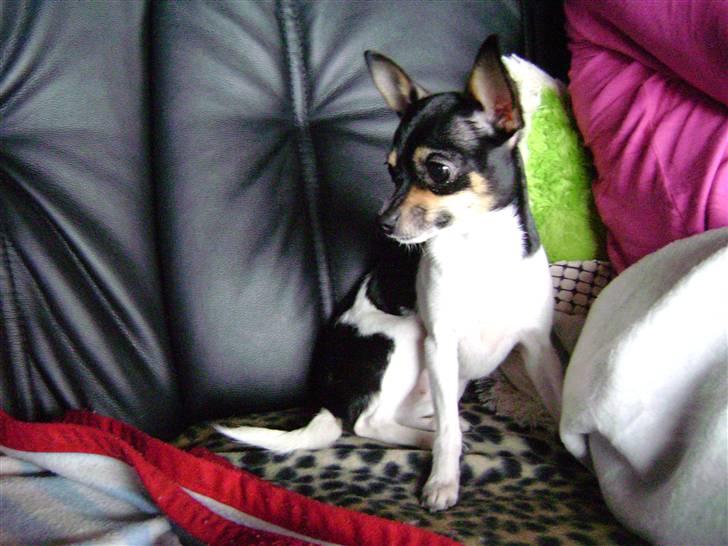 Chihuahua Sille billede 6