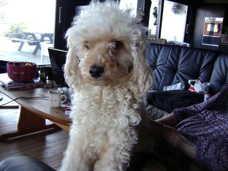 Mellempuddel Trutfisk.himmelhunden billede 1