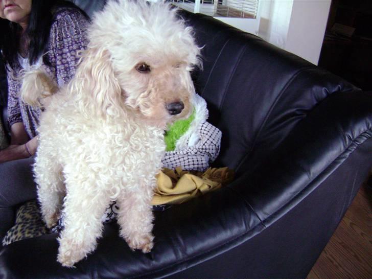 Mellempuddel Trutfisk.himmelhunden billede 2