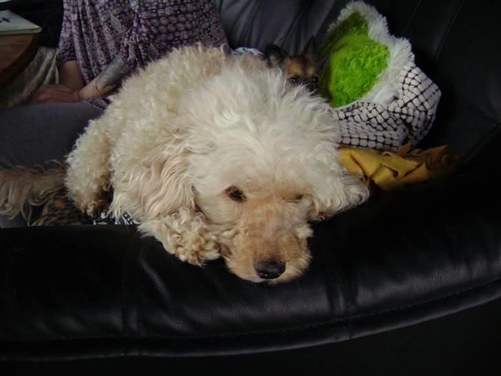 Mellempuddel Trutfisk.himmelhunden billede 3