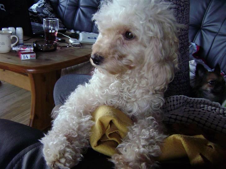 Mellempuddel Trutfisk.himmelhunden billede 4