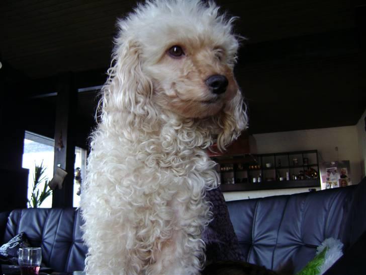 Mellempuddel Trutfisk.himmelhunden billede 5