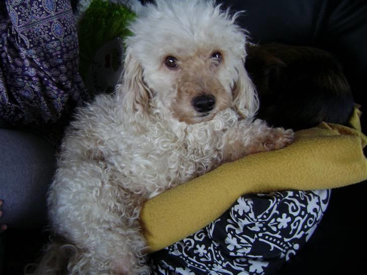 Mellempuddel Trutfisk.himmelhunden billede 6