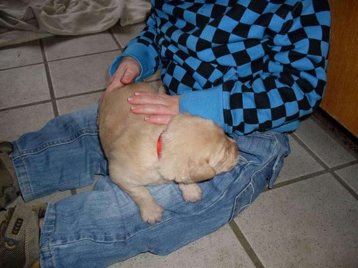 Golden retriever Karla billede 8