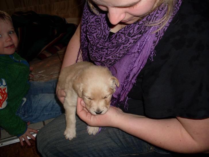 Golden retriever Karla billede 9