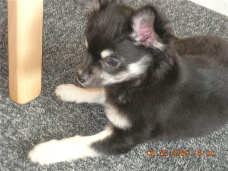 Chihuahua Lui billede 4