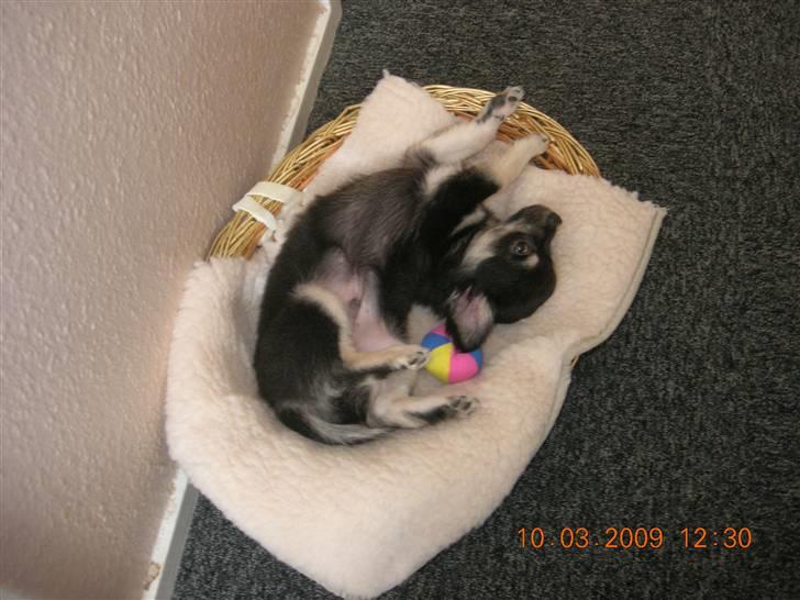 Chihuahua Lui billede 5