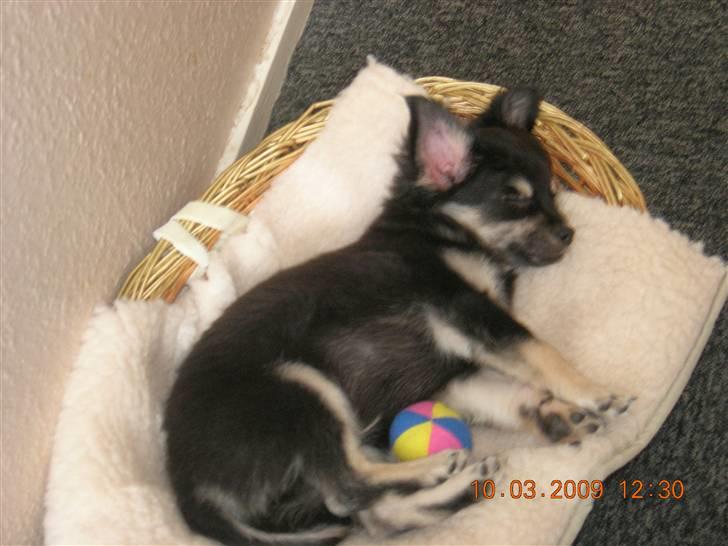 Chihuahua Lui billede 6