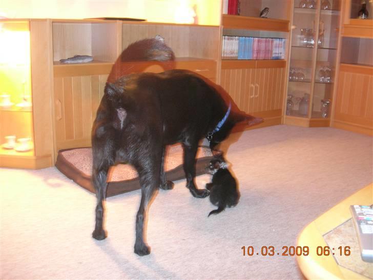 Chihuahua Lui billede 7