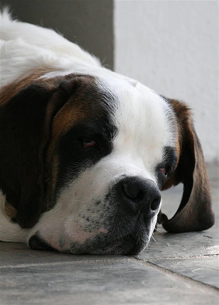 Sankt bernhardshund Conrad  billede 1