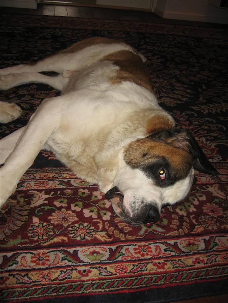 Sankt bernhardshund Conrad  billede 2