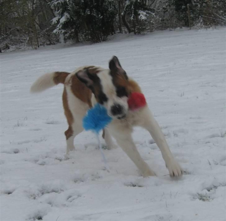 Sankt bernhardshund Conrad  billede 3