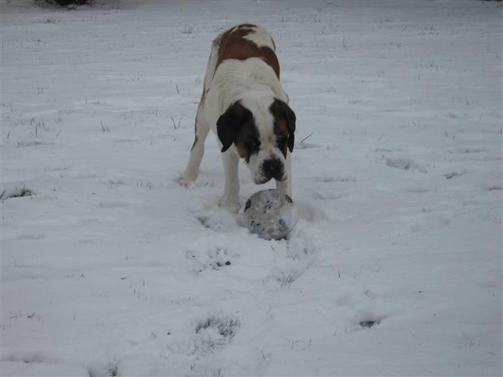 Sankt bernhardshund Conrad  billede 4