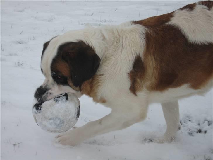 Sankt bernhardshund Conrad  billede 5