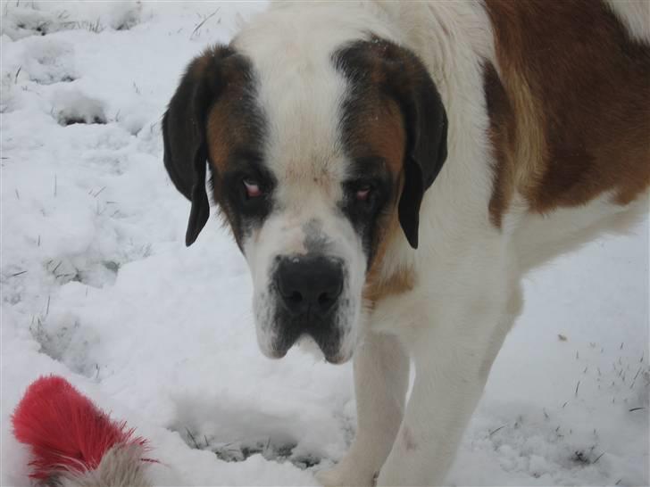 Sankt bernhardshund Conrad  - hans øjne er mega uhyggelige billede 6