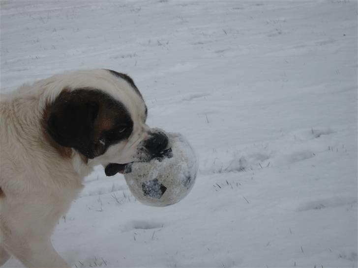 Sankt bernhardshund Conrad  billede 7