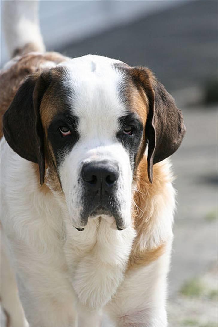 Sankt bernhardshund Conrad  billede 8