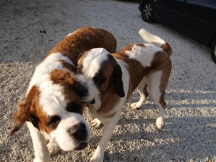 Sankt bernhardshund Conrad  - Conrad sammen med vores anden hund, Samson. Conrad til højre billede 9