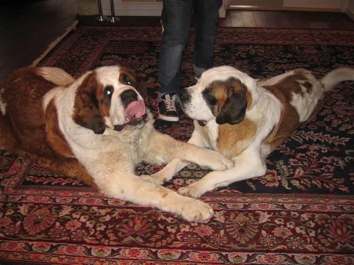 Sankt bernhardshund Conrad  - Conrad sammen med vores anden hund, Samson. Conrad til højre billede 10