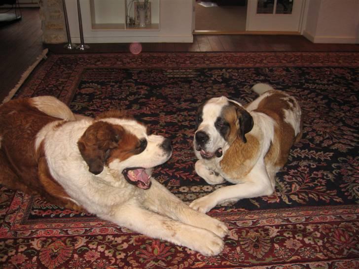 Sankt bernhardshund Conrad  - Conrad sammen med vores anden hund, Samson. Conrad til højre billede 11