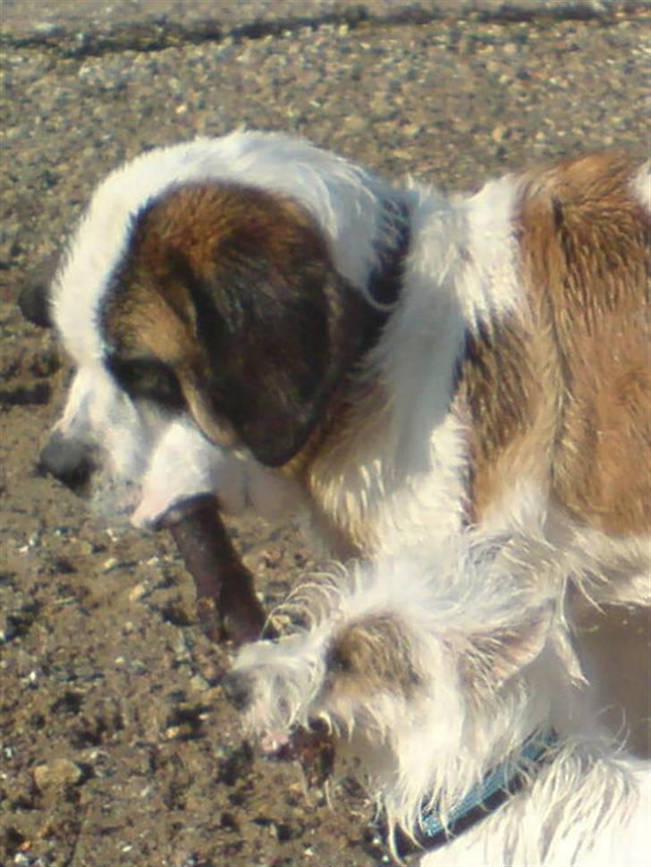 Sankt bernhardshund Conrad  - conrad sammen med hans gamle ven Frede. :) billede 12