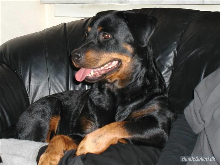 Rottweiler Nidhøg´s Måne -  R.I.P <3 - Måne som man husker hende :) billede 1