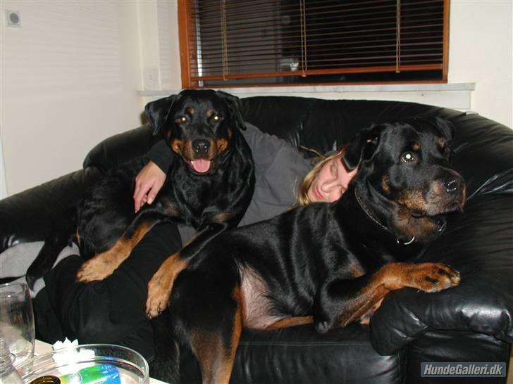 Rottweiler Nidhøg´s Måne -  R.I.P <3 - Måne til venstre og Amir til Højre billede 3