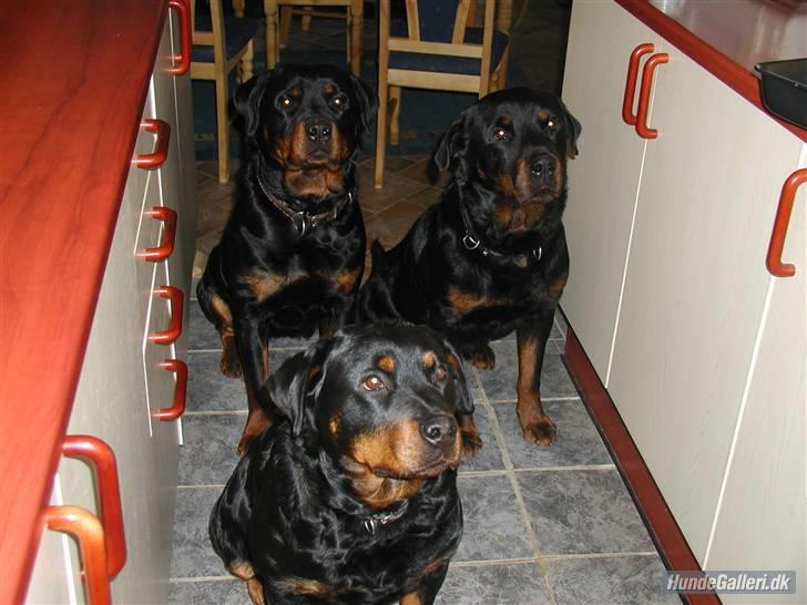 Rottweiler Nidhøg´s Måne -  R.I.P <3 - Måne der sidder forrest. billede 4