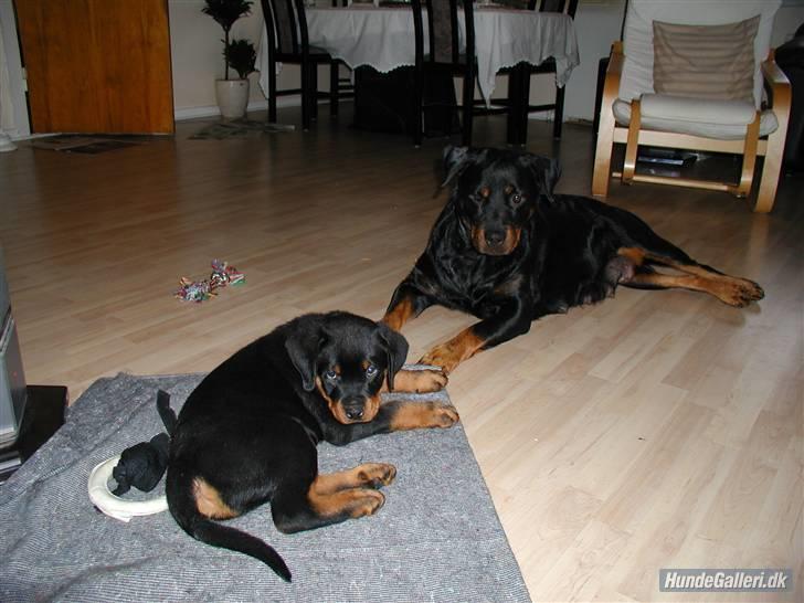 Rottweiler Nidhøg´s Måne -  R.I.P <3 - Måne og hendes ene Ups hvalp. billede 6