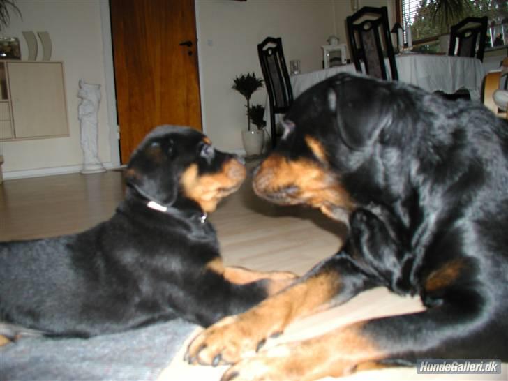 Rottweiler Nidhøg´s Måne -  R.I.P <3 - Måne og hvalpen igen billede 7