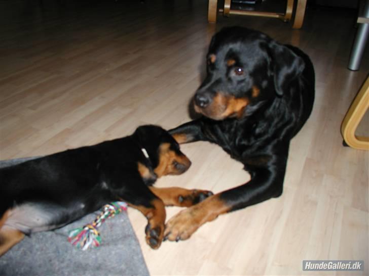 Rottweiler Nidhøg´s Måne -  R.I.P <3 - Måne og hendes hvalp igen. billede 8