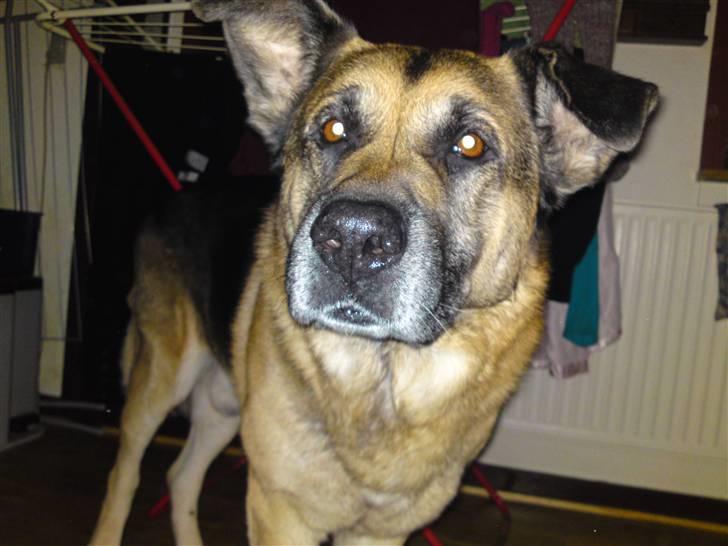 Blanding af racer Bølle HimmelHund billede 9