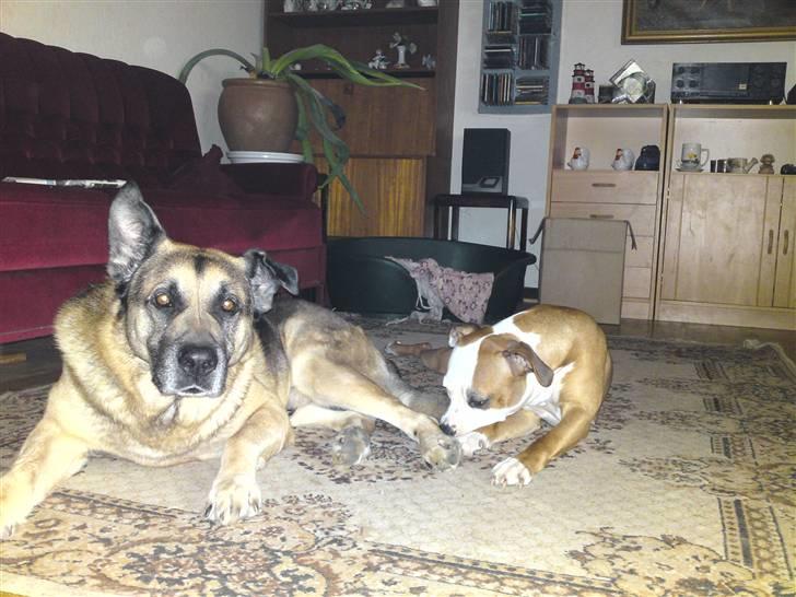 Blanding af racer Bølle HimmelHund - Bedste Venner. billede 10