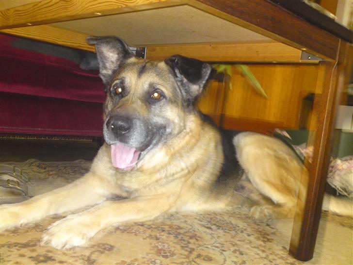 Blanding af racer Bølle HimmelHund billede 11