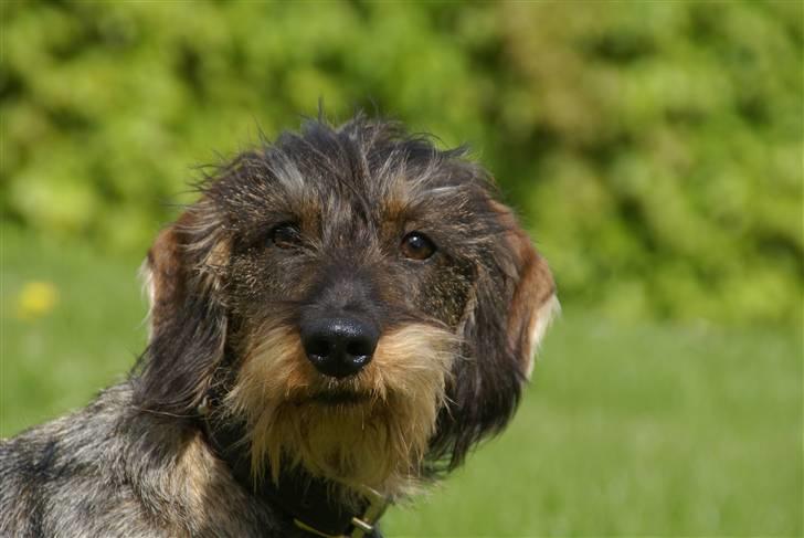 Gravhund Charlie - Hvad er det mon ? billede 4