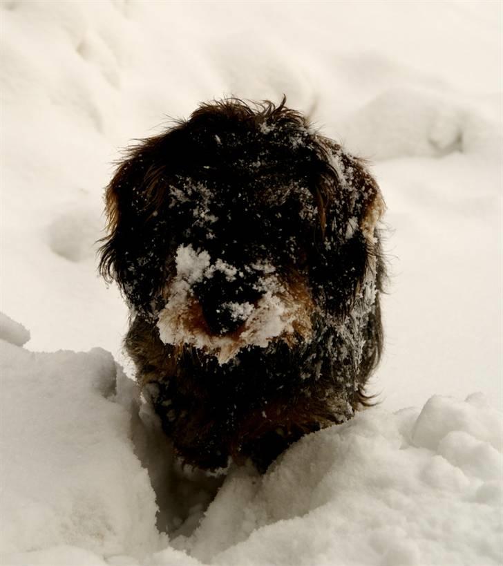 Gravhund Charlie billede 5