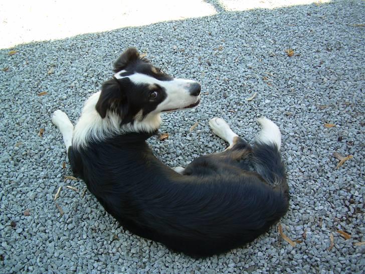 Border collie Holly billede 11