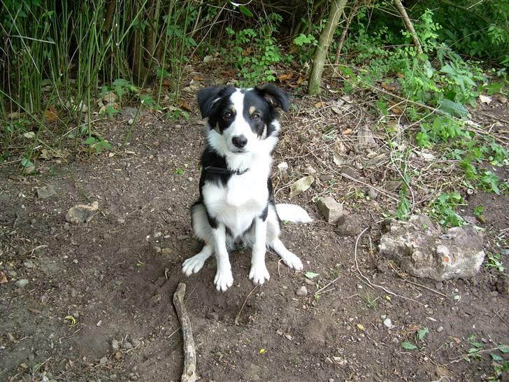 Border collie Holly billede 12
