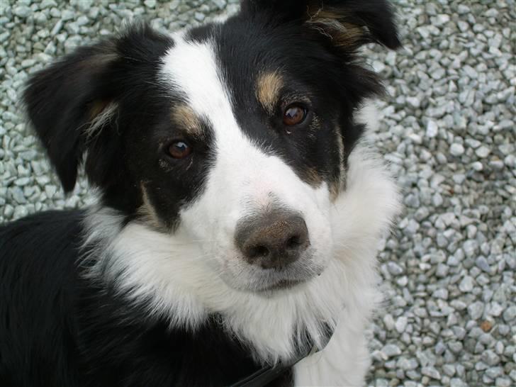 Border collie Holly billede 13