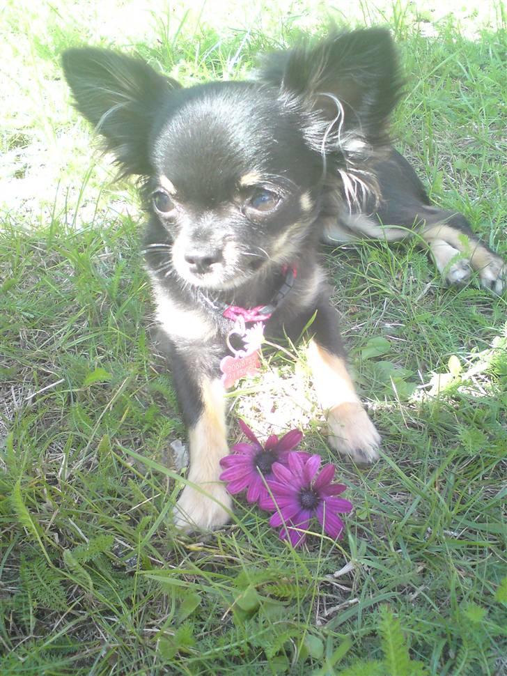 Chihuahua Luca billede 1