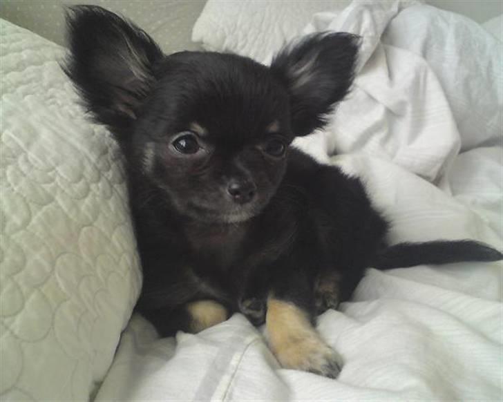 Chihuahua Luca billede 2