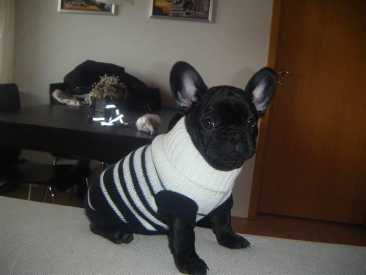 Fransk bulldog Valfers de Anna (Berta) billede 13