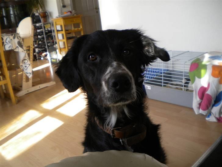 Blanding af racer Troja  - Nyt: Så stor er jeg blevet nu :) 05-03-10 billede 1