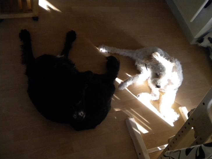 Blanding af racer Troja  - Nyt: Mig og min bedste ven ricki  05-03-10 billede 2