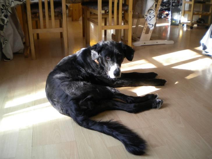 Blanding af racer Troja  - Nyt:  05-03-10 billede 3