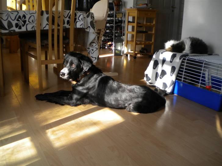 Blanding af racer Troja  - Nyt: Dejlig med noget sol :) 05-03-10 billede 4